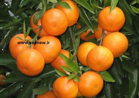 کد 214 : طرح جابر پرتقال 