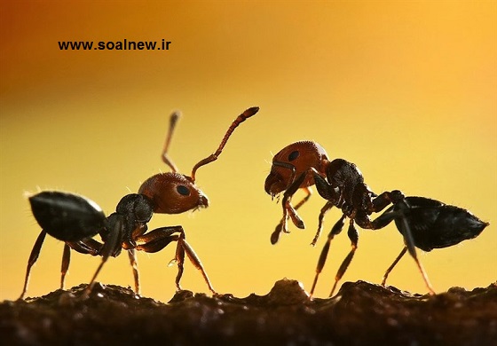 کد 216 : مورچه ها 