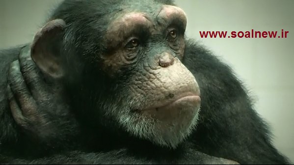 کد 233 : طرح جابر شامپانزه