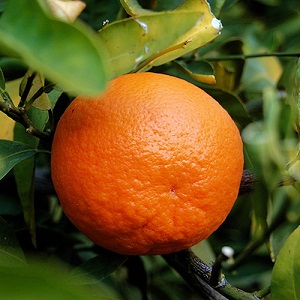 کد 274 : طرح جابر نارنگی