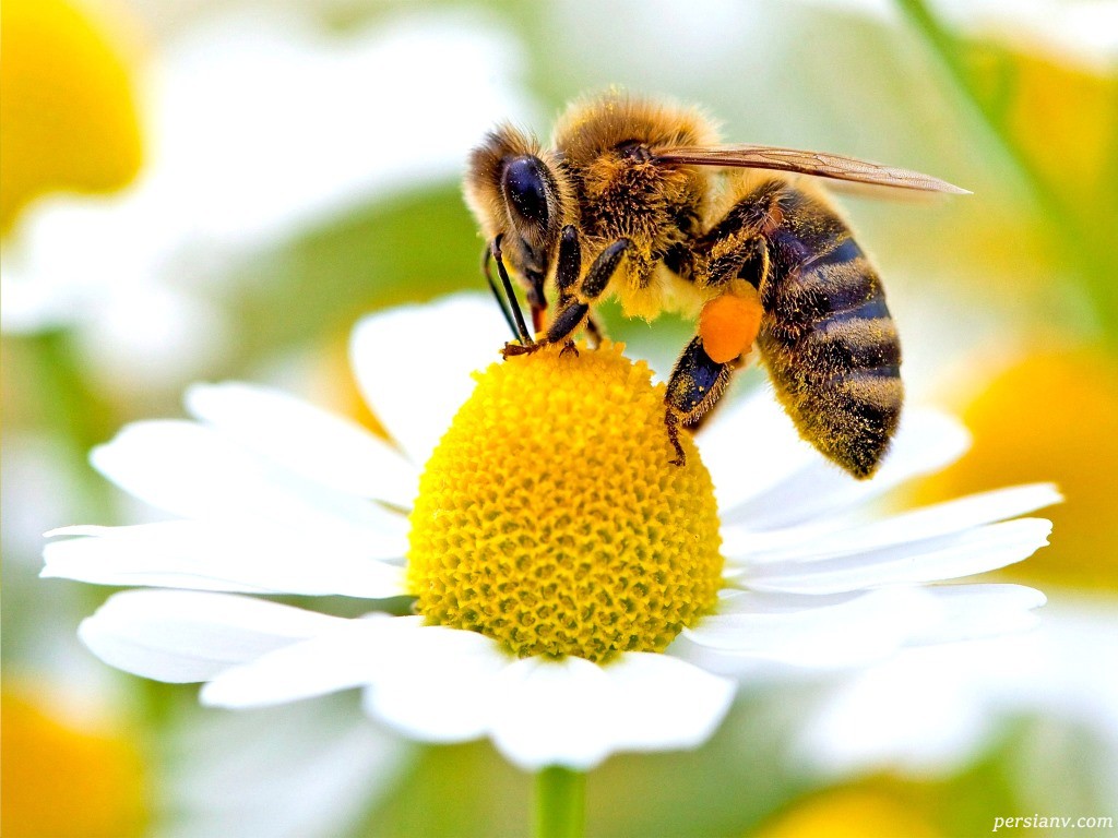 کد 460 طرح جابربن حیان زنبور عسل اول تا چهارم ابتدایی