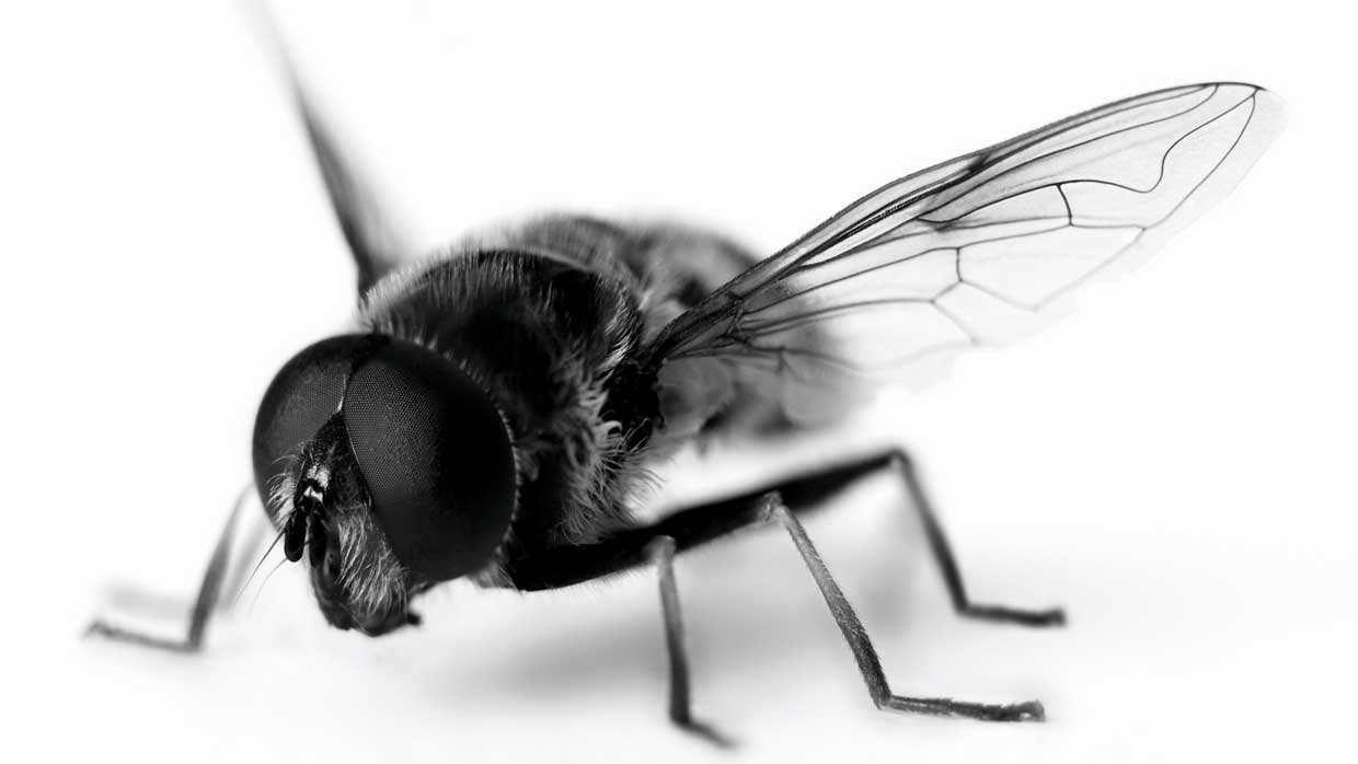 کد 463 طرح جابربن حیان حشرات مزاحم اول تا چهارم ابتدایی