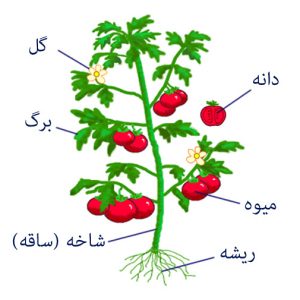 کد 465 طرح جابربن حیان قسمت های مختلف گیاه اول تا چهارم 