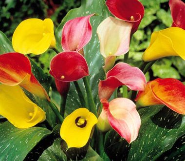 کد 467 طرح جابربن حیان انواع گل اول تا چهارم ابتدایی