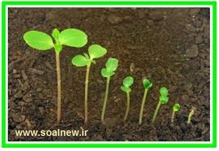 کد 55 :طرح جابر رشد گیاهان