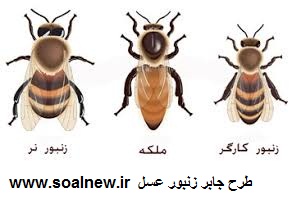 کد 6 :طرح جابر زنبور عسل وانواع زنبور عسل 